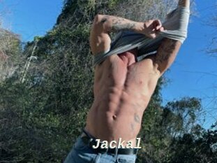 Jackal
